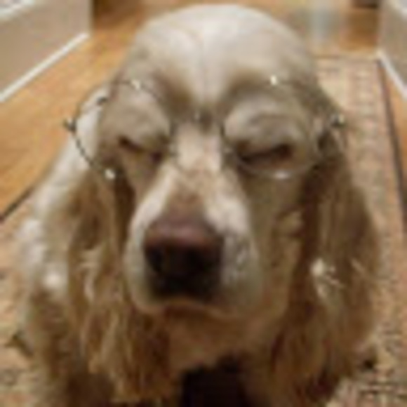 chloedog8